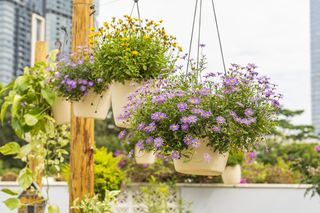 Jak zaaranżować jesienny balkon? Te kwiaty kwitną jesienią! Oprócz nich sadzę te krzewy!