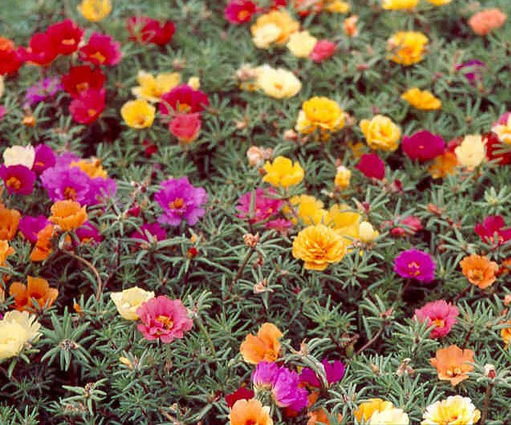Portulaka wielkokwiatowa