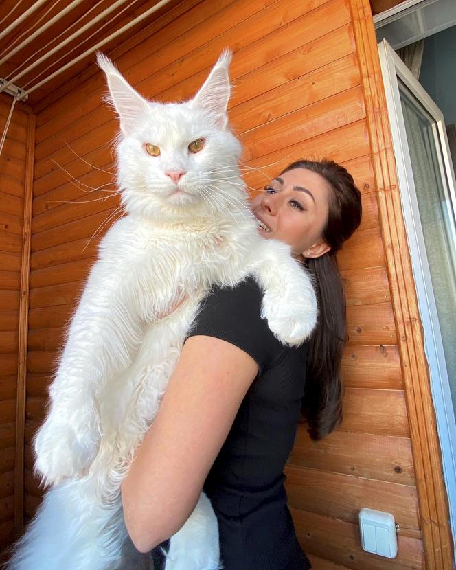 Oto największy kot świata! Nie uwierzysz, gdy go zobaczysz