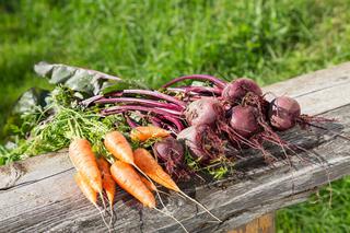 Najpopularniejsze warzywa korzeniowe – siew, pielęgnacja, zbiór