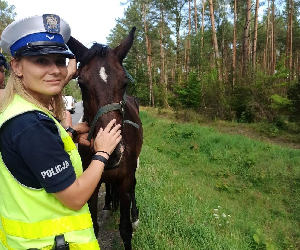 Policja na drodze zatrzymała konia