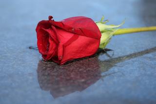 Zginęły w drodze do szkoły, sprawcy nie wykryto. Czy morderca zostawia róże na ich grobach? 