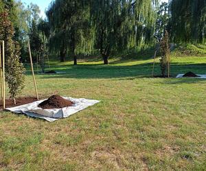 Trzy młode buki purpurowe na Skwerze Leśników Polskich wspólnie zasadzili pracownicy Nadleśnictwa Siedlce i Lasów Państwowych, władze miasta Siedlce i radni.