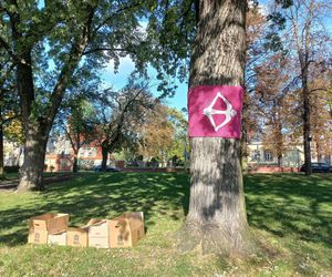 2 tysiące żonkili posadzono na Polu Nadziei w Lesznie. To symbol walki z rakiem