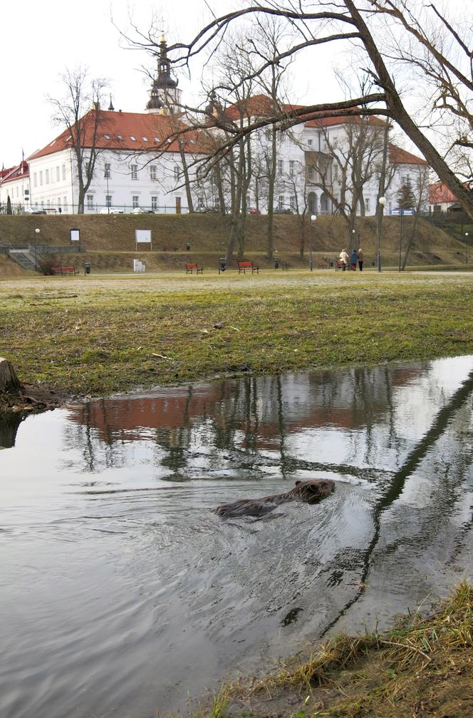 Bóbr Bazyli zamieszkał w klasztorze