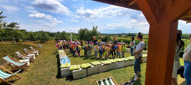 Czereśnie na farmie Jabusko w Świętokrzyskiem