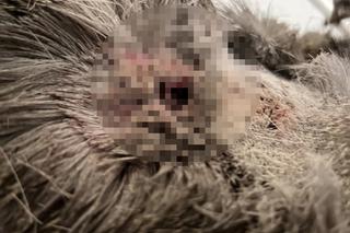 Sarenka Gabrysia pogryziona przez inne zwierzęta