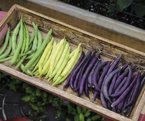 Zielona i fioletowa fasolka szparagowa - jak gotować fasolkę, aby nie straciła koloru?