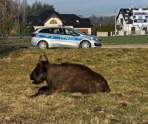 Sprytna żubrzyca na spacerze po Bojszowach Nowych. Wyszła z rezerwatu wyjściem dla jeleni