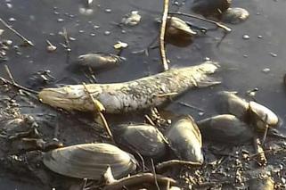 Martwe ryby w spuszczonym zbiorniku w Świdnicy