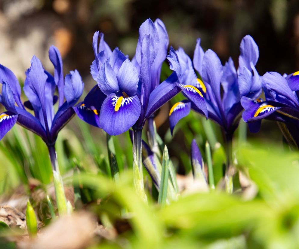 Kosaciec żyłkowany - Iris reticulata