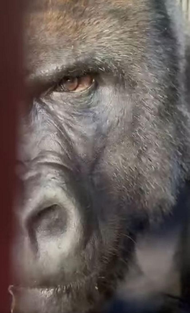 Goryli amant wyruszył na randkę życia. Bwana założy rodzinę w Szwajcarii. „Będziemy tęsknić”