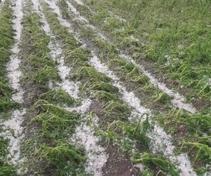 Zniszczone plantacje warzyw i owoców na Dolnym Śląsku. To był prawdziwy armagedon 