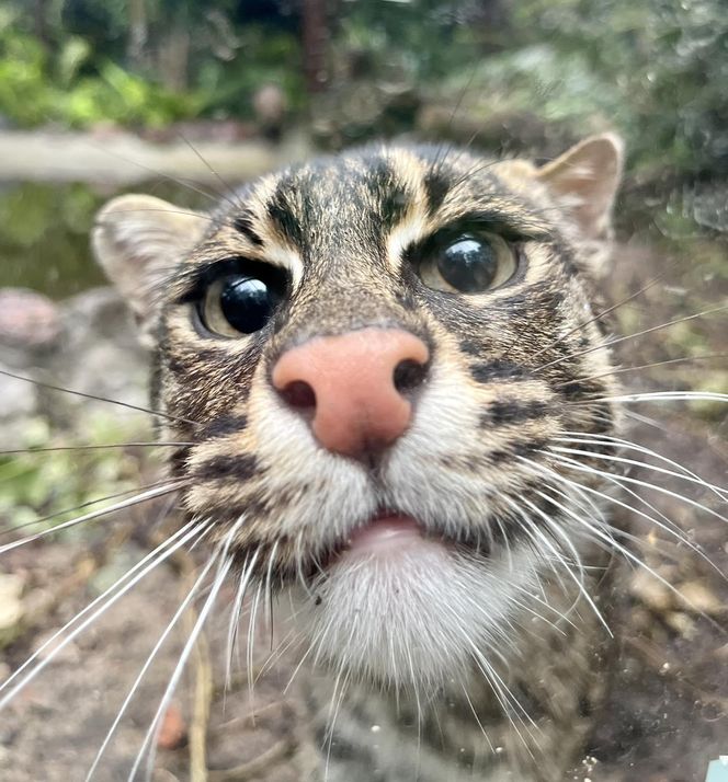 Taraje urodziły się w toruńskim zoo. Fenomen na skalę światową