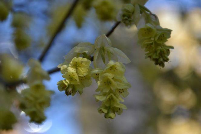 Leszczynowiec,Corylopsis willmottiae