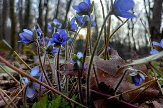 Wiosna w lasach podprzemyskich