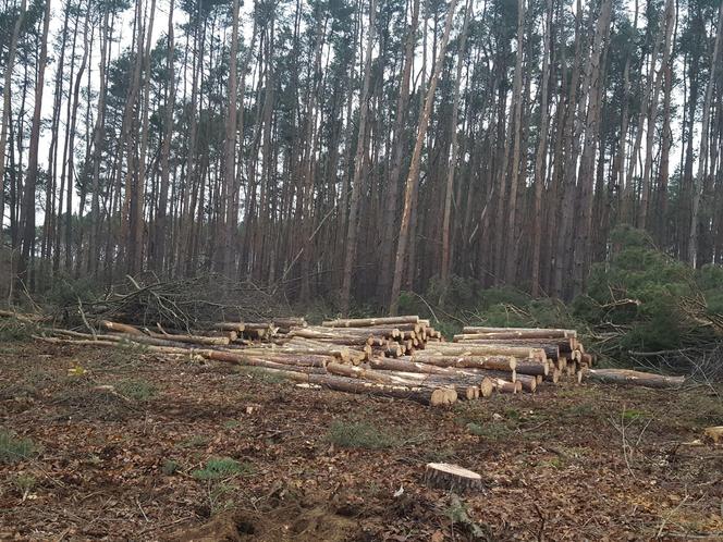 ​Wycinają sosny na ulicy Geodetów w Lesznie. Co tam powstanie? 