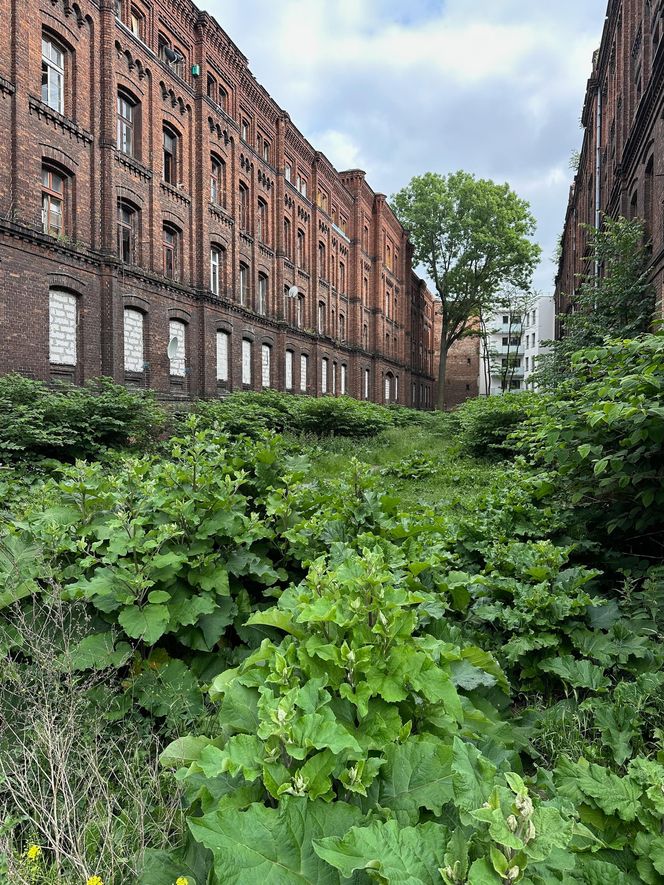 Zabytkowe famuły Izraela Poznańskiego w Łodzi 