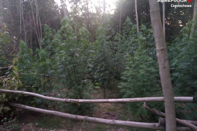 Ogromna plantacja marihuany w Kłomnicy