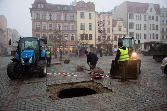 Sadzą drzewa na Rynku Nowomiejskim w Toruniu