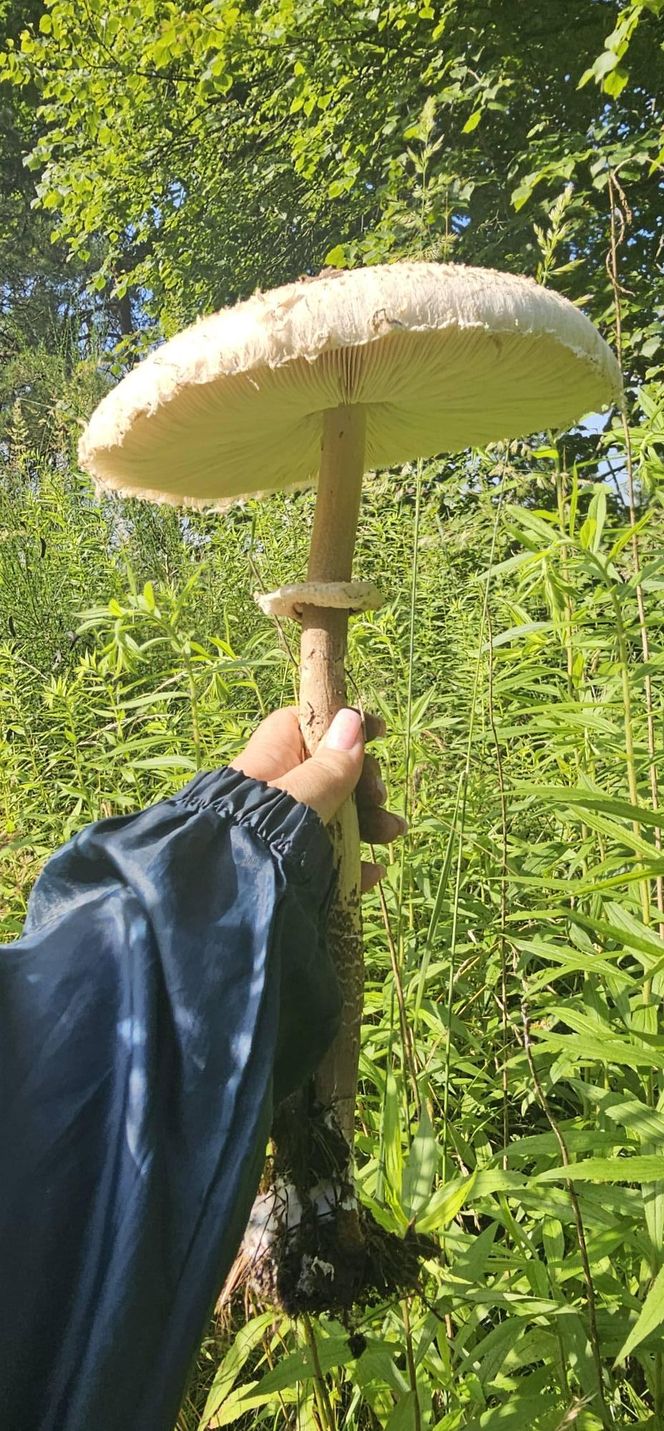 Sezon grzybowy w śląskich lasach rozpoczęty