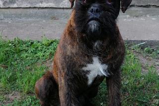 2500zł za zabójcę mojego psa