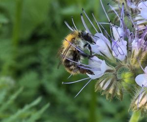 Łąki kwietne na Podkarpaciu