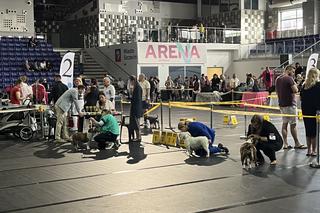 ​XXVII Międzynarodowa Wystawa Psów Rasowych - POMERANIA SHOW