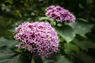 Szczęślin Bungego - Clerodendrum Bungei