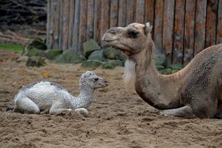 Wielbłądziatko przyszło na świat we wrocławskim zoo