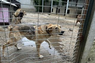 Konińskie schronisko dla zwierząt w ciężkiej sytuacji po ostatnich ulewach