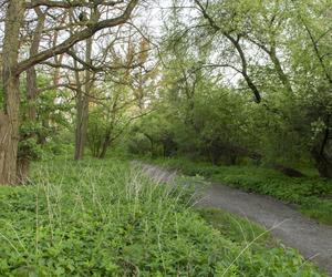 W Bytomiu powstanie Dżońcio Park. Będzie to strefa rekreacji dla psów i ich właścicieli