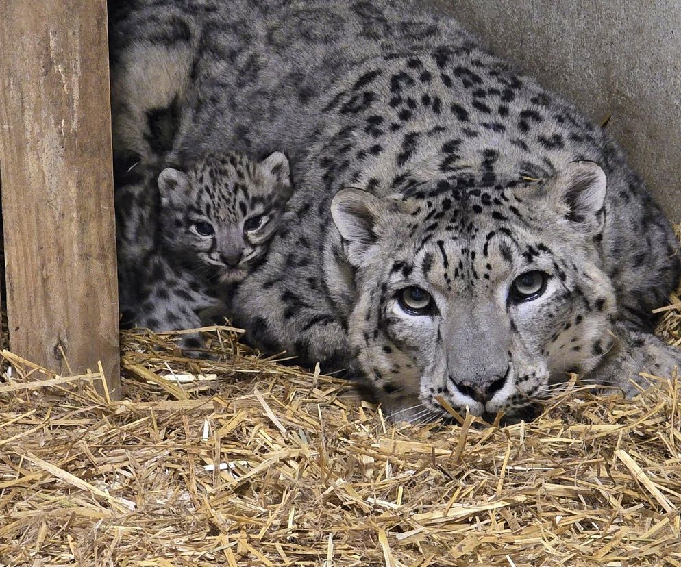 W śląskim zoo na świat przyszły dwie urocze pantery śnieżne. Tak rodzi się piękno