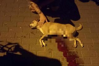 Pies bez smyczy zagryzł kundelka Dżekiego. „Przegryzł mu aortę i rozszarpał brzuch”