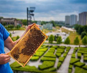 Pszczoły na katowickich budynkach wyprodukowały 120 kg miodu
