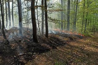 Pożar lasu w Lubuskiem! Gdzie dokładnie?