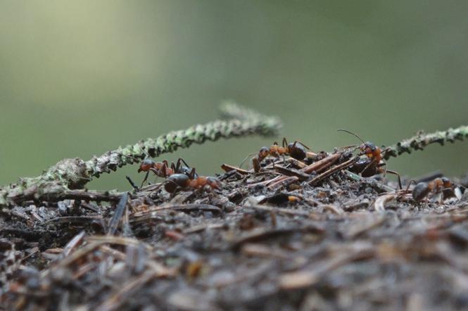 Najsłynniejsze mrówki na świecie