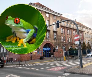 37-latka w ciężkim stanie w szpitalu! Koleżanki namówiły ją do niebezpiecznego rytuału?
