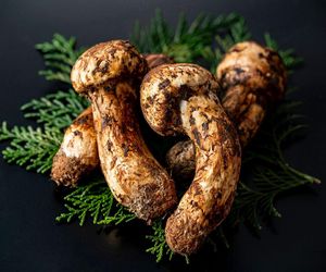 Najdroższy grzyb świata w polskich lasach. Pojawił się po 100 latach!