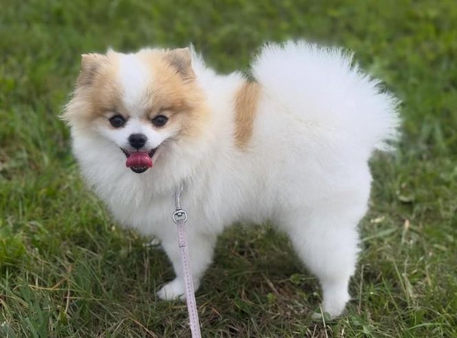 Daisy Najman, pies Marcina Najmana