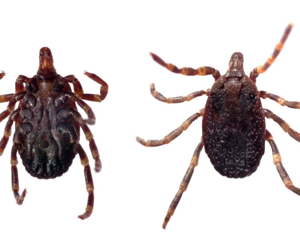 Afrykańskie kleszcze w Polsce - jak wyglądają? Jakie choroby przenoszą?