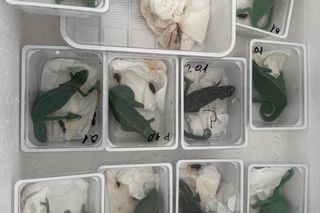 Zwierzęta gatunków chronionych trafiły w ręce policji