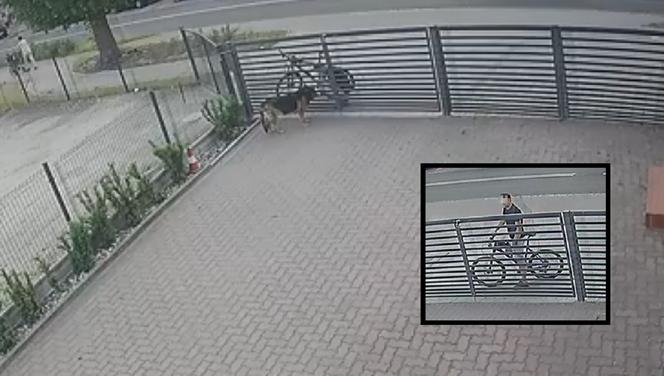 Legnica. Rowerzysta otruł psa. Trwają poszukiwania mężczyzny