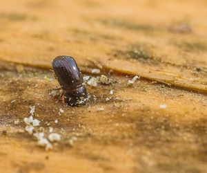 Leśnicy wyłapują groźne owady