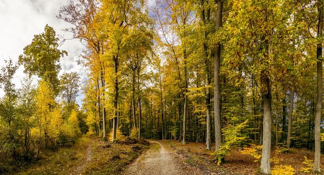 Trójmiejski park krajobrazowy – wejście Sopot