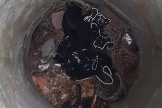 Lis i królik rzucili wyzwanie strażnikom z Ekopatrolu