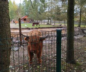 Nutrie w Rybniku są już odławiane