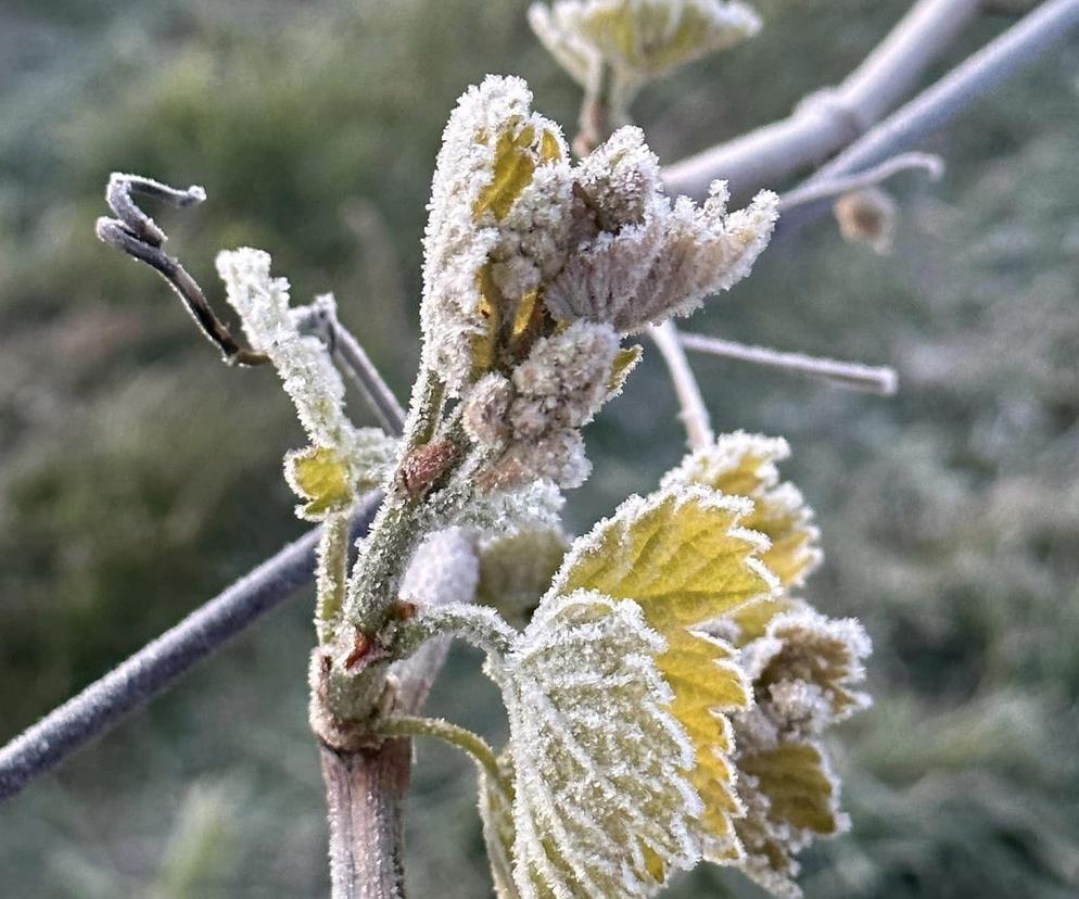 Ogromne straty rolników i sadowników. Kwietniowe mrozy zniszczyły całe plantacje. „To był kataklizm”