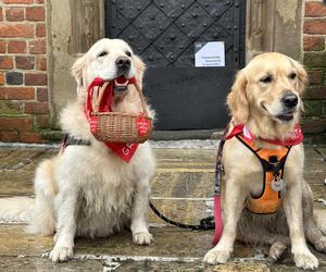 Krakowska grupa Golden Retriever opanowała Rynek Główny! To już tradycja [GALERIA]