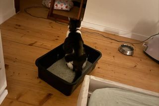 Kot Pandek wraca do zdrowia